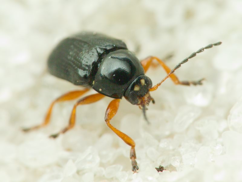 Cryptocephalus (Burlinius) ocellatus Drapiez, 1819